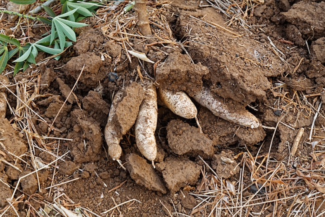 Famille et amis-FEV20-017